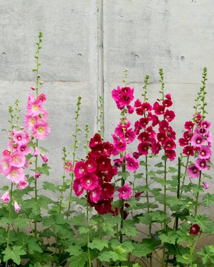 Stockrose (Alcea rosea-Hybr. ‘Simplex’) im aufrechten Wuchs mit hohen Blütenrispen und einfachen Blüten in Weiß, Gelb, Rosa und Rot vor einer Mauer.