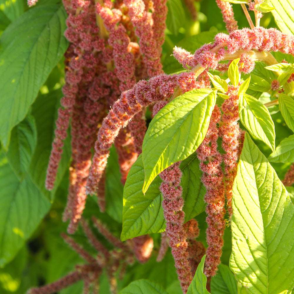 Bluehende Pflanze Amaranth Amaranthus cruentus ‘Coral Fountain‘  aus der Gartenzauber-Saatgutserie