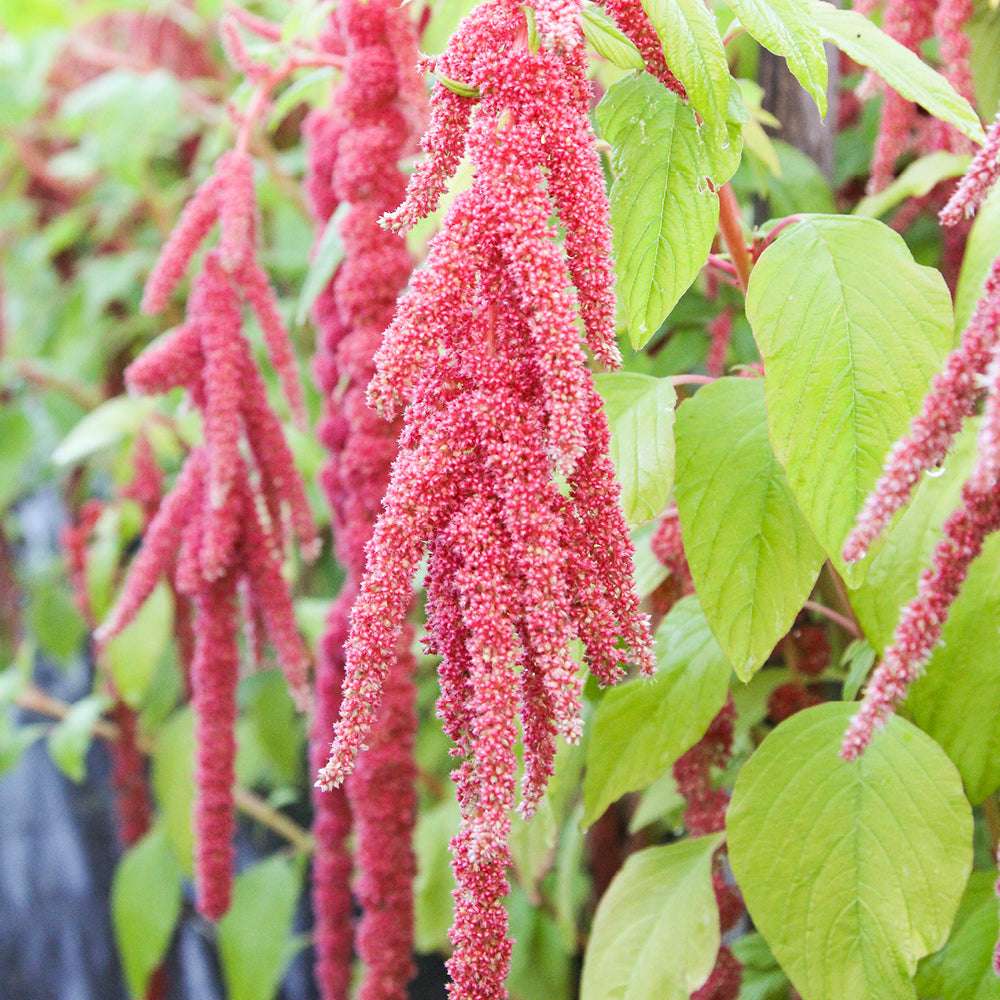 Bluehende Pflanze Amaranth Amaranthus cruentus ‘Coral Fountain‘  aus der Gartenzauber-Saatgutserie