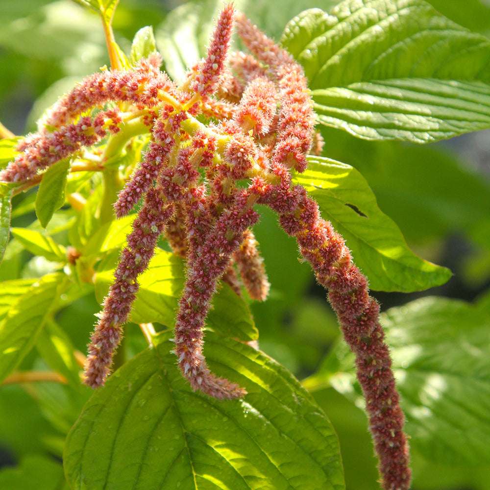 Bluehende Pflanze Amaranth Amaranthus cruentus ‘Coral Fountain‘  aus der Gartenzauber-Saatgutserie
