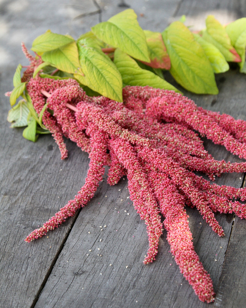Bluehende Pflanze Amaranth Amaranthus cruentus ‘Coral Fountain‘  aus der Gartenzauber-Saatgutserie