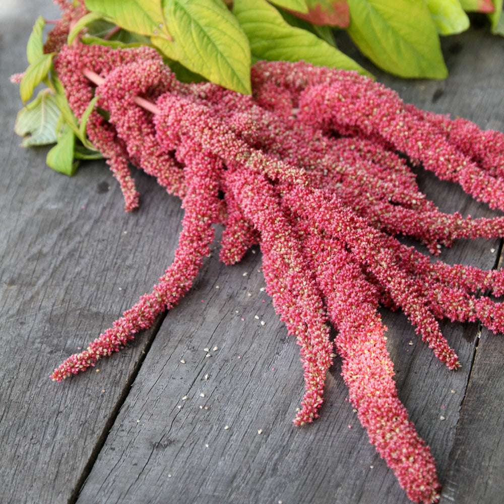 Bluehende Pflanze Amaranth Amaranthus cruentus ‘Coral Fountain‘  aus der Gartenzauber-Saatgutserie
