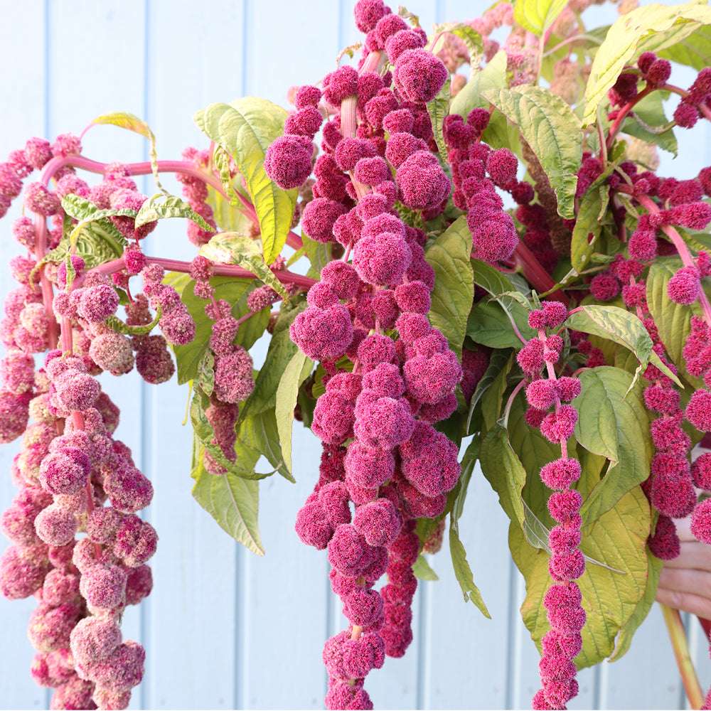 Bluehende Pflanze Amaranth - Amaranthus cruentus  ‘Mira‘ aus der Gartenzauber-Saatgutserie