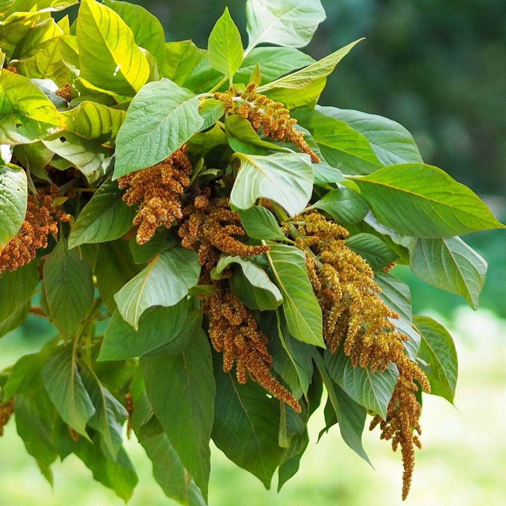 Bluehende Pflanze Amaranth - Amaranth  Amaranthus cruentus  ‘Hot Biscuits‘ aus der Gartenzauber-Saatgutserie