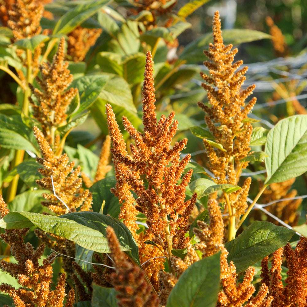 Bluehende Pflanze Amaranth - Amaranth  Amaranthus cruentus  ‘Hot Biscuit‘ aus der Gartenzauber-Saatgutserie