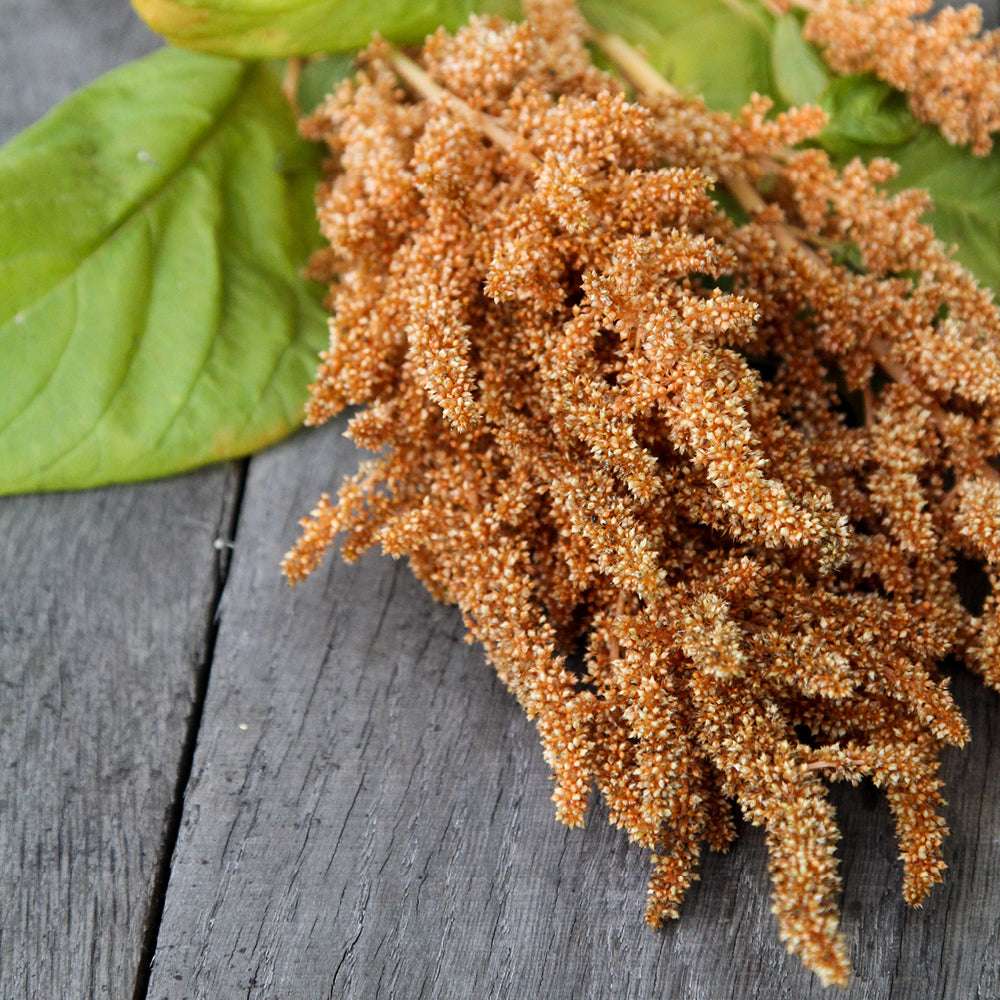 Bluehende Pflanze Amaranth - Amaranth  Amaranthus cruentus  ‘Hot Biscuit‘ aus der Gartenzauber-Saatgutserie