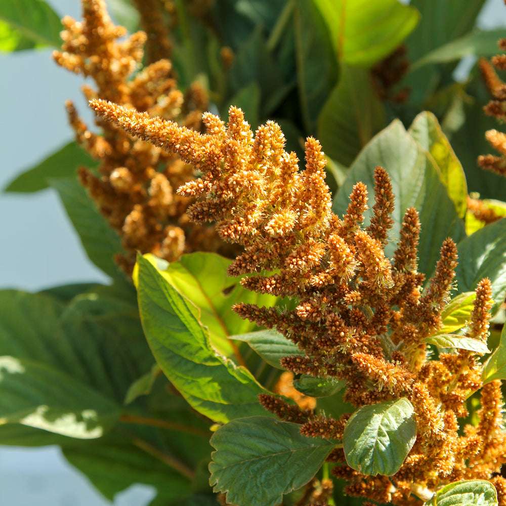 Bluehende Pflanze Amaranth - Amaranth  Amaranthus cruentus  ‘Hot Biscuit‘ aus der Gartenzauber-Saatgutserie