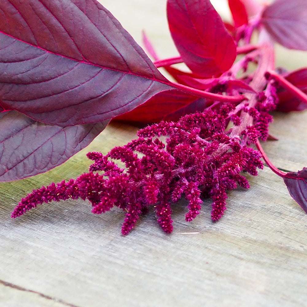 Bluehende Pflanze Amaranth - Amaranthus cruentus ‘Velvet Curtains‘ aus der Gartenzauber-Saatgutserie