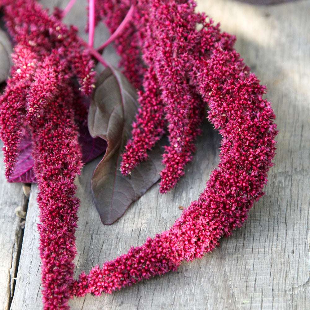 Bluehende Pflanze Amaranth - Amaranthus cruentus ‘Velvet Curtains‘ aus der Gartenzauber-Saatgutserie