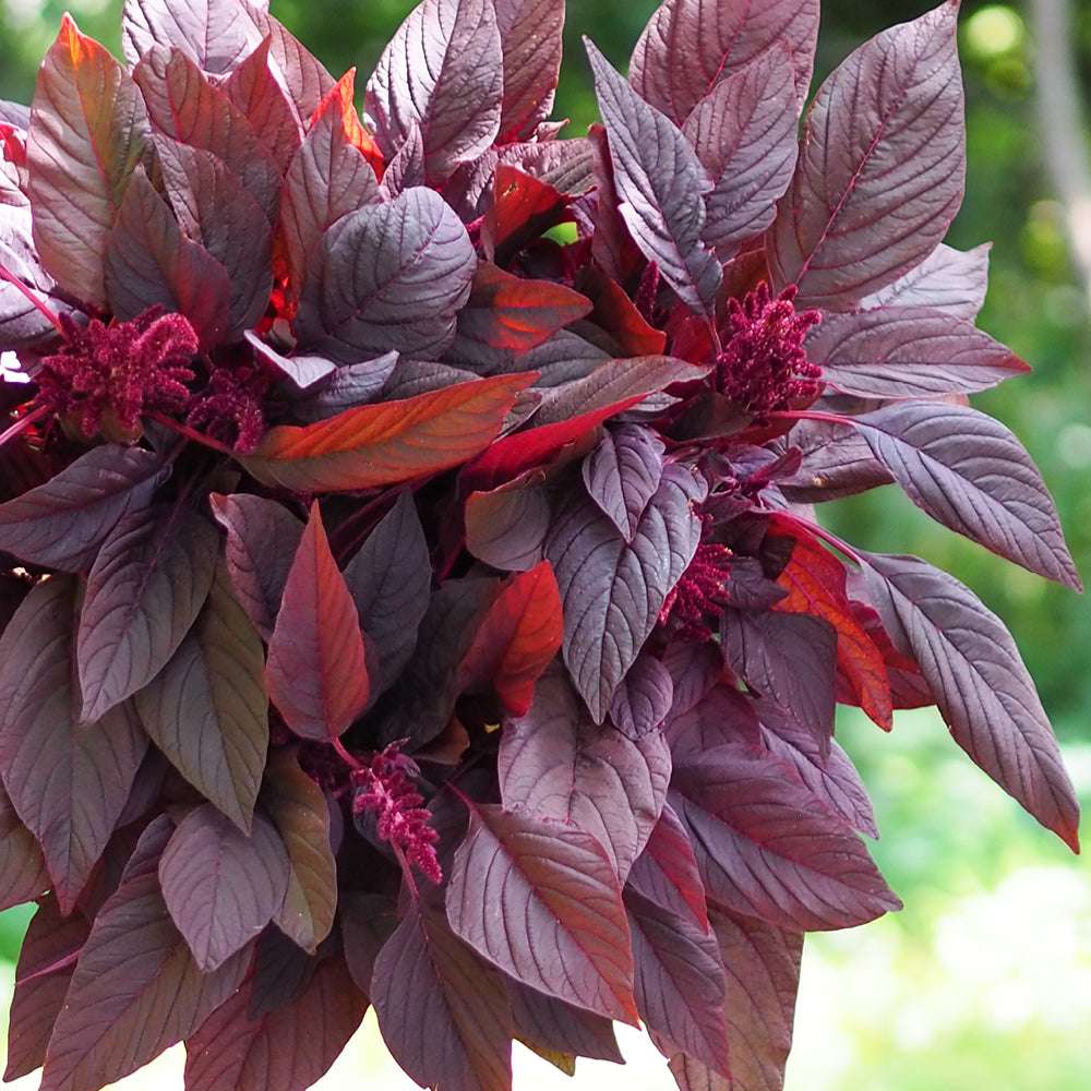 Bluehende Pflanze Amaranth - Amaranthus cruentus ‘Velvet Curtains‘ aus der Gartenzauber-Saatgutserie
