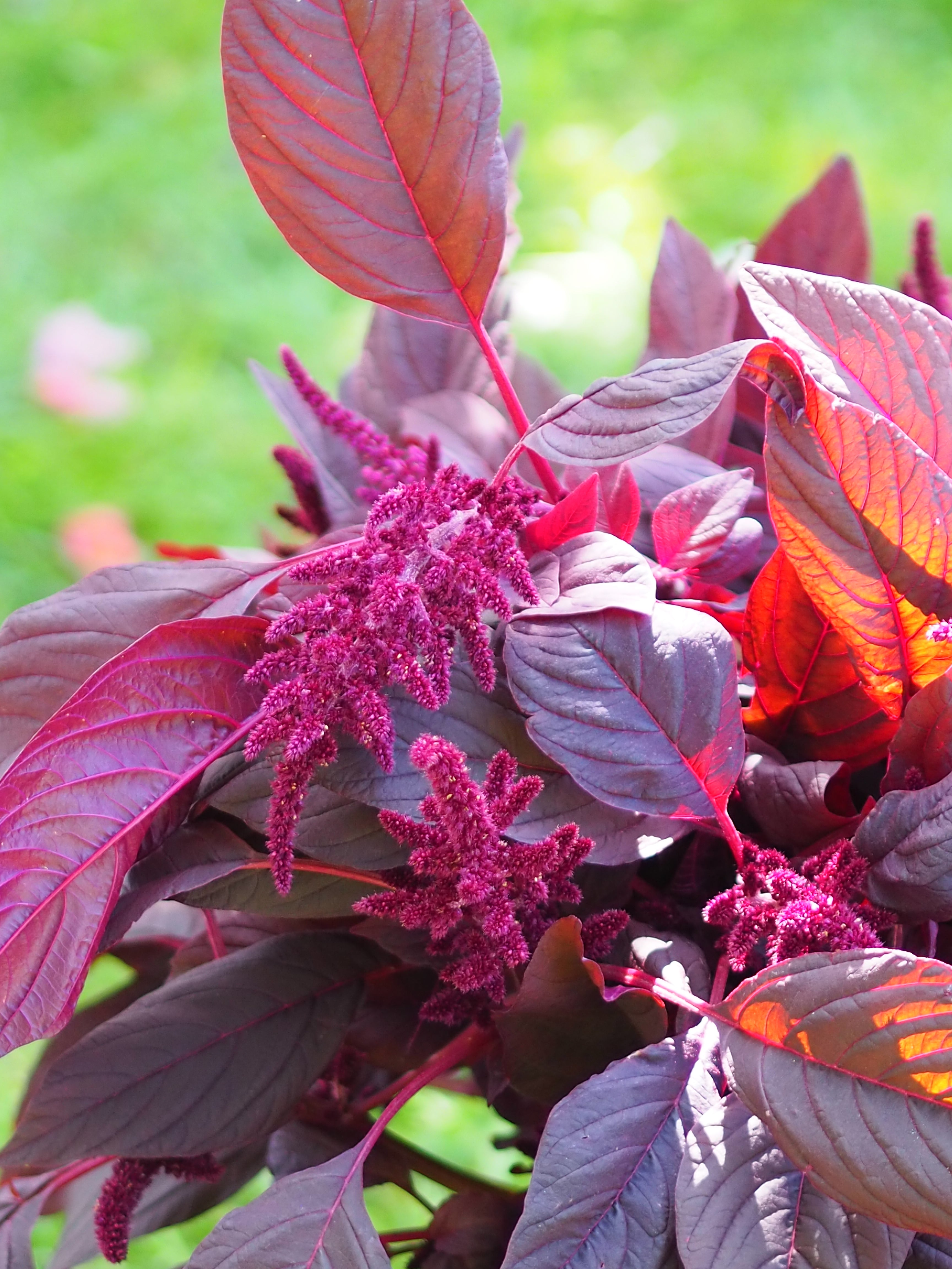Bluehende Pflanze Amaranth - Amaranthus cruentus ‘Velvet Curtains‘ aus der Gartenzauber-Saatgutserie