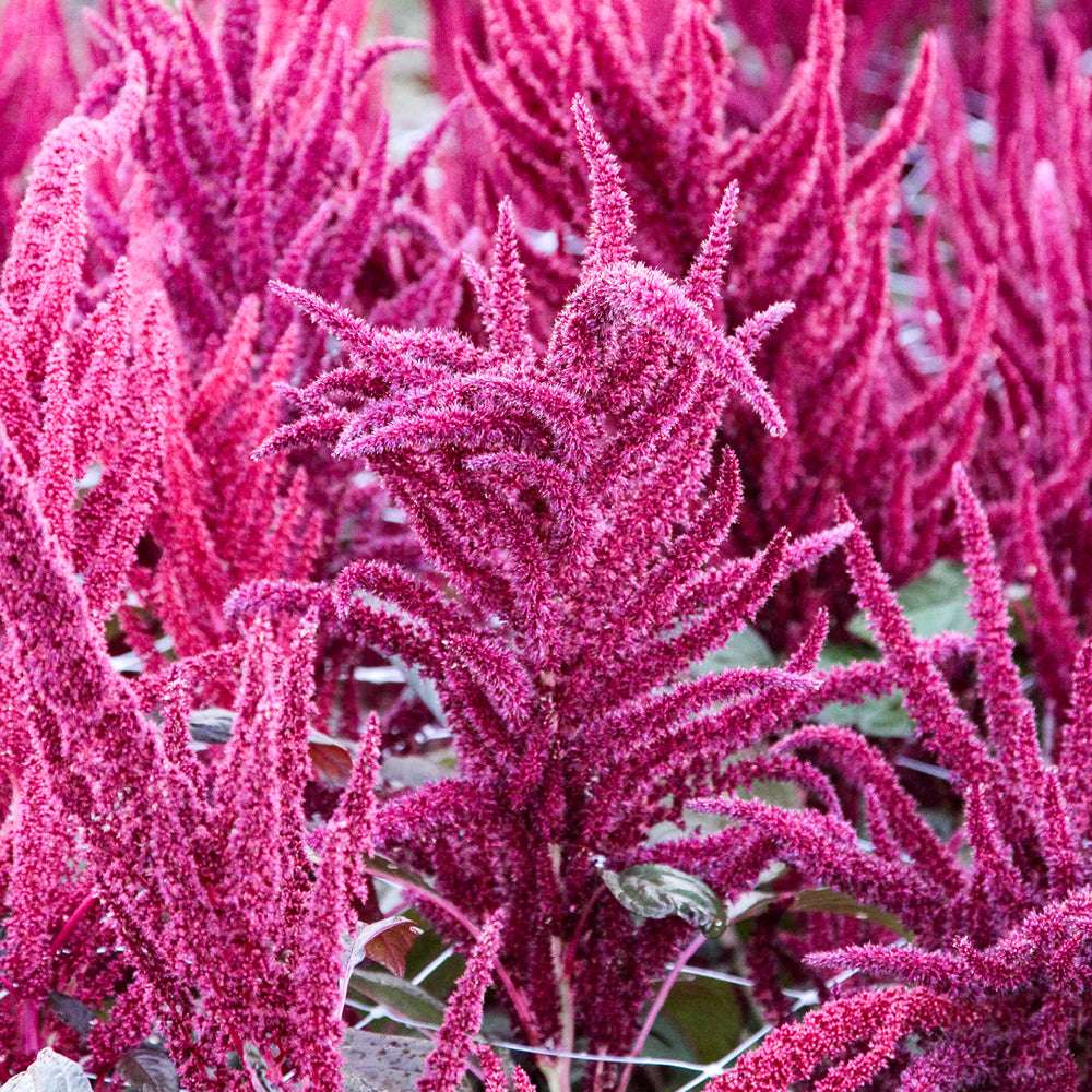 Bluehende Pflanze Amaranth - Amaranthus cruentus ‘Velvet Curtains‘ aus der Gartenzauber-Saatgutserie