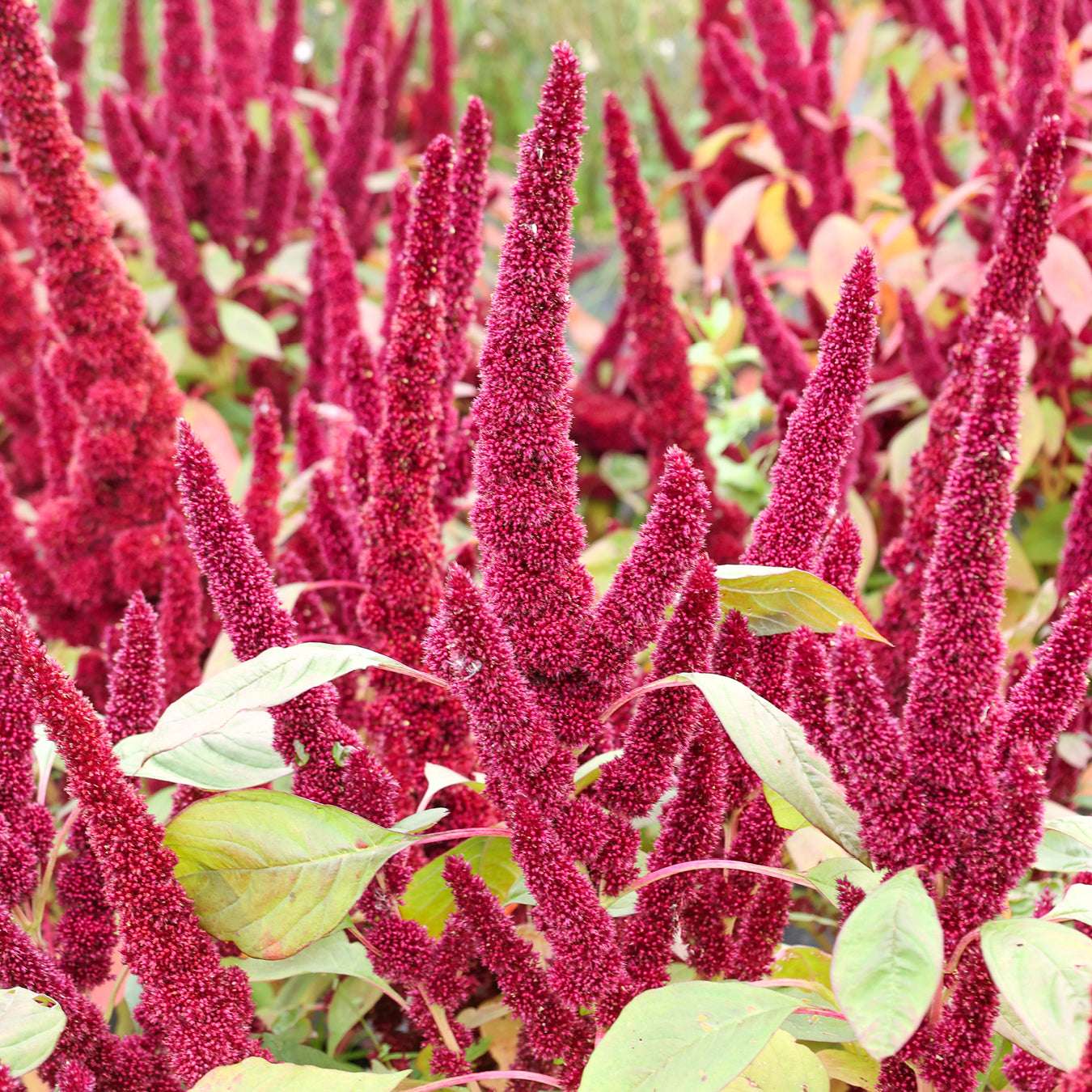 Amaranth · 'Pygmy Torch' · Amaranthus hypochondriacus · Saatgut von Gartenzauber