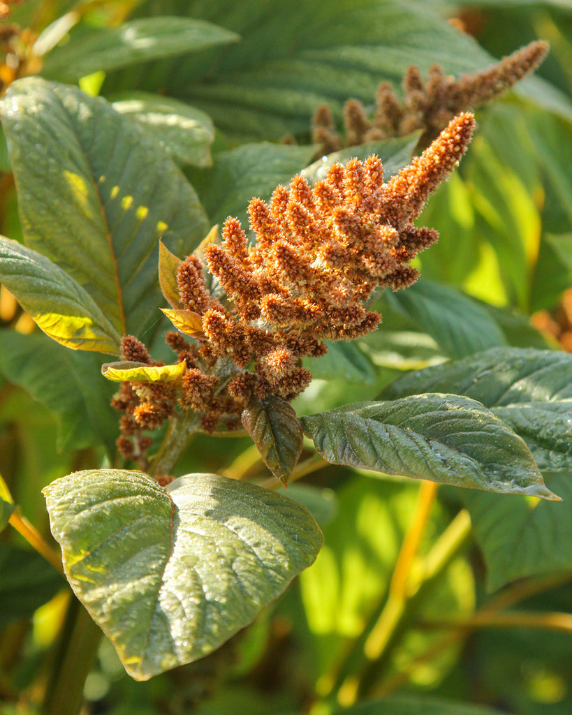 Bluehende Pflanze Amaranth Amaranth  - Amaranthus cruentus  ‘Hot Biscuit‘ aus der Gartenzauber-Saatgutserie