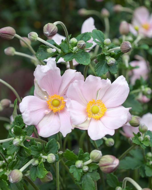 Nahaufnahme von zwei schalenförmigen Blüte der Herbstanemone (Anemone hupehensis var. japonica) in Rosa.