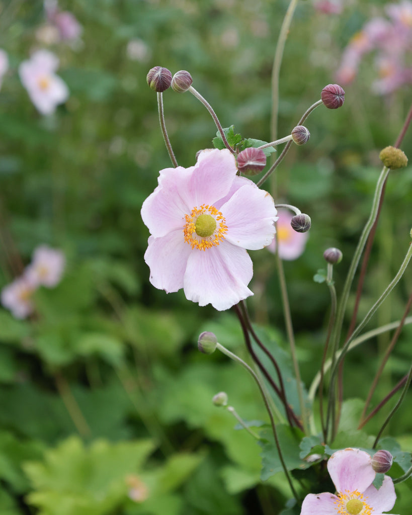 Nahaufnahme einer schalenförmigen Blüte der Herbstanemone (Anemone hupehensis var. japonica) in Weiß, Rosa oder Purpur.