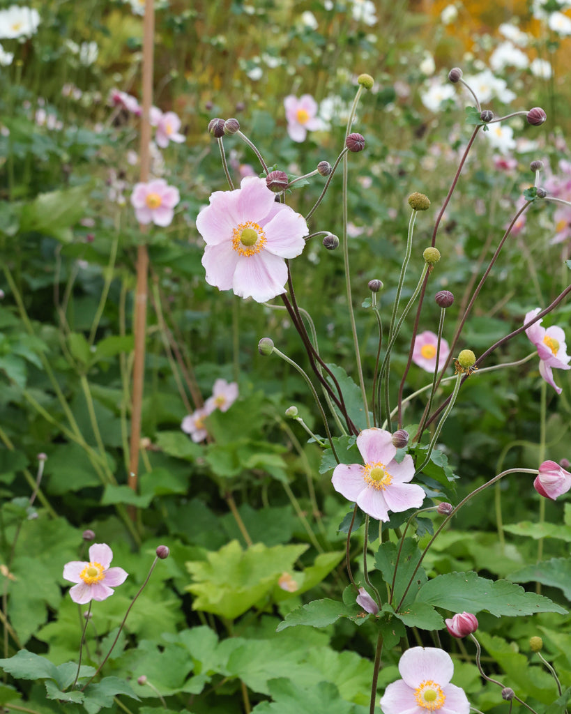 Mehrere zarte, schalenförmige Blüten der Herbstanemone (Anemone hupehensis var. japonica) in Weiß-, Rosa- oder Purpurtönen blühend im Gartenbeet.