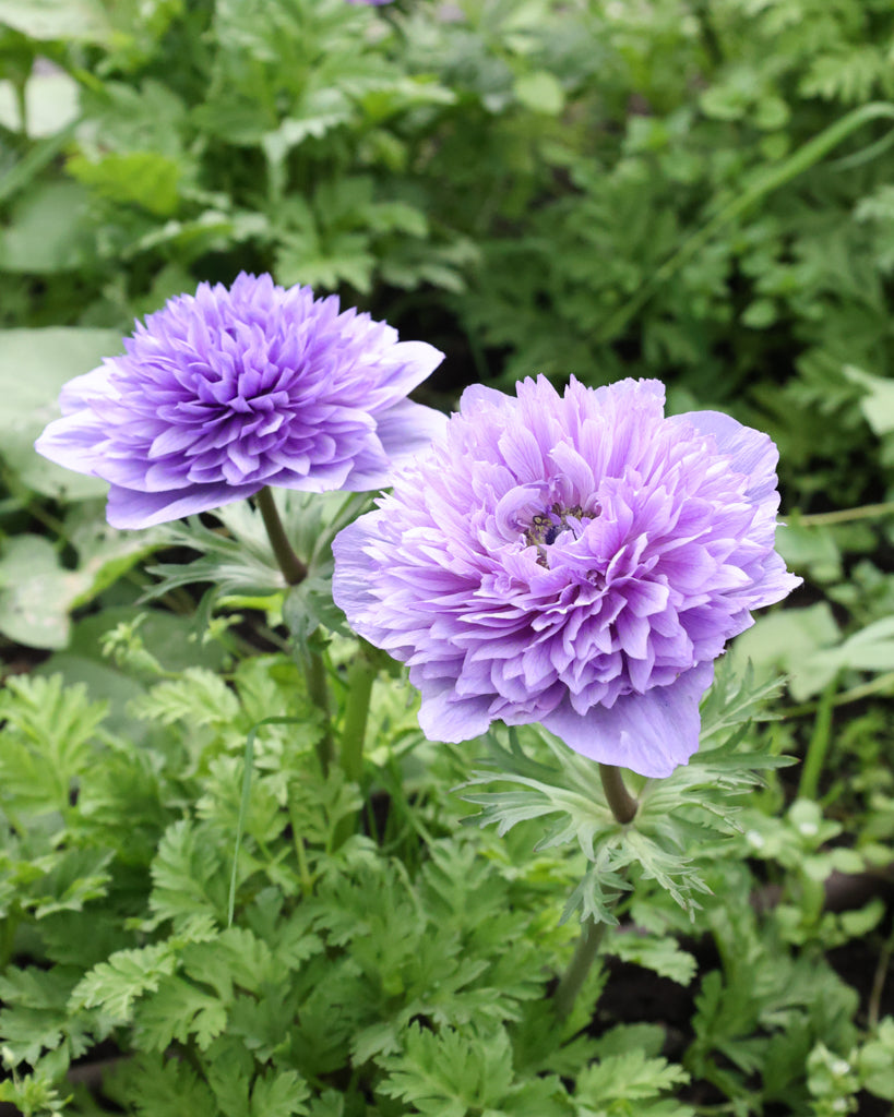 Gefuellte Blueten der Anemone LEVANTE® Azzurro in Lavendelblau im Beet