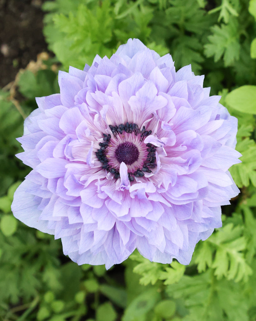 Gefuellte Blueten der Anemone LEVANTE® Azzurro in Lavendelblau im Beet