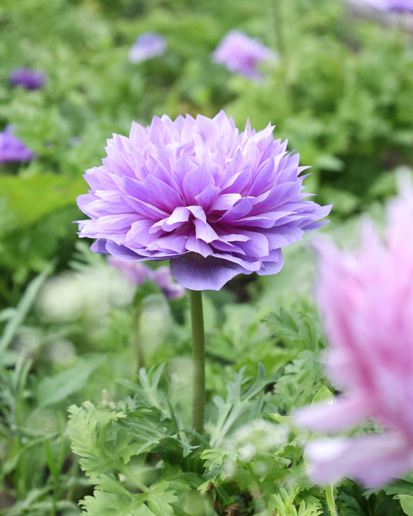 Gefuellte Blueten der Anemone LEVANTE® Azzurro in Lavendelblau im Beet