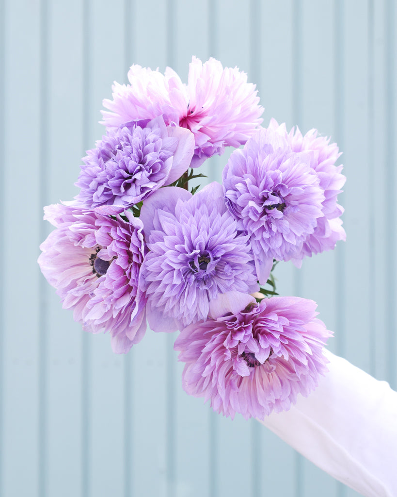 Gefuellte Blueten der Anemone LEVANTE® Azzurro in Lavendelblau als Strauß