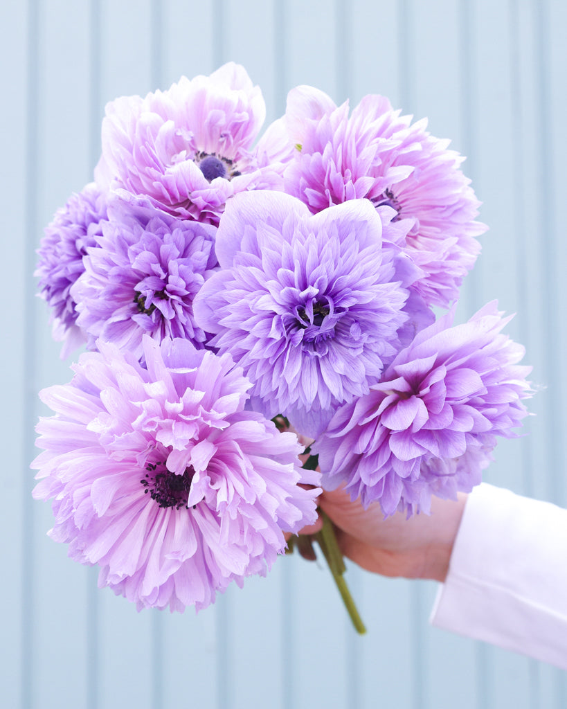 Gefuellte Blueten der Anemone LEVANTE® Azzurro in Lavendelblau als Strauß