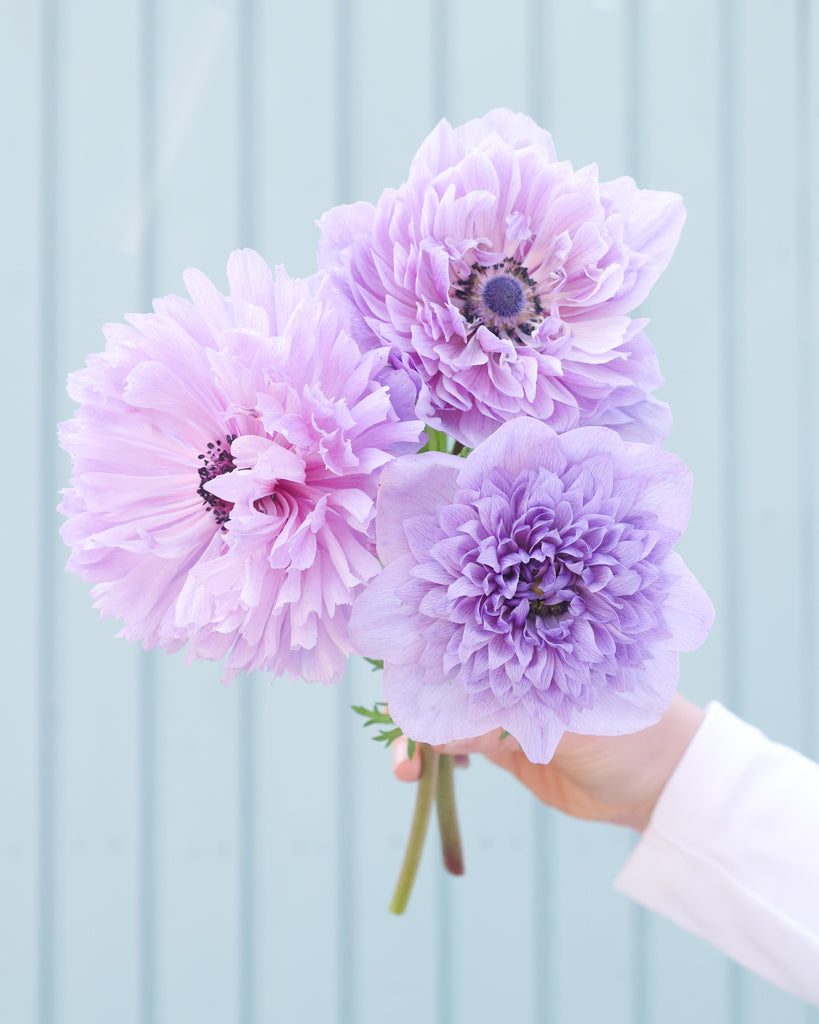 Drei gefuellte Blueten der Anemone LEVANTE® Azzurro in Lavendelblau als Strauß