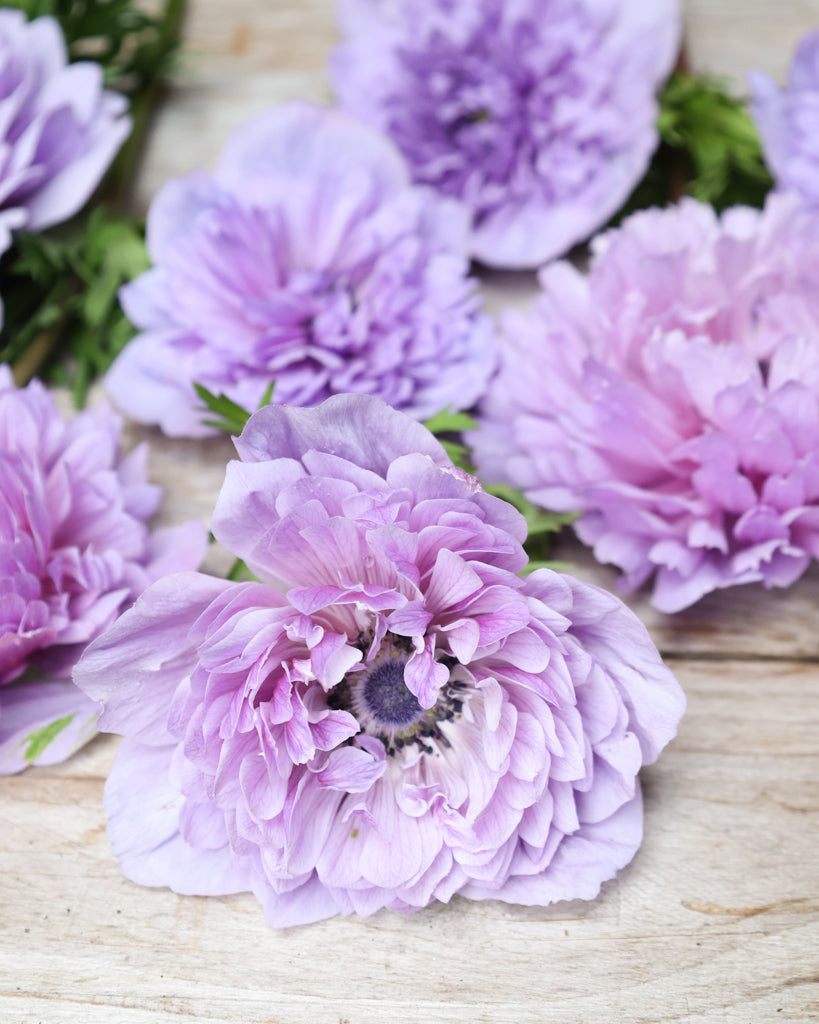 Gefuellte Blueten der Anemone LEVANTE® Azzurro in Lavendelblau auf einem Tisch