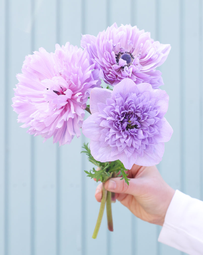 Drei gefuellte Blueten der Anemone LEVANTE® Azzurro in Lavendelblau als Strauß