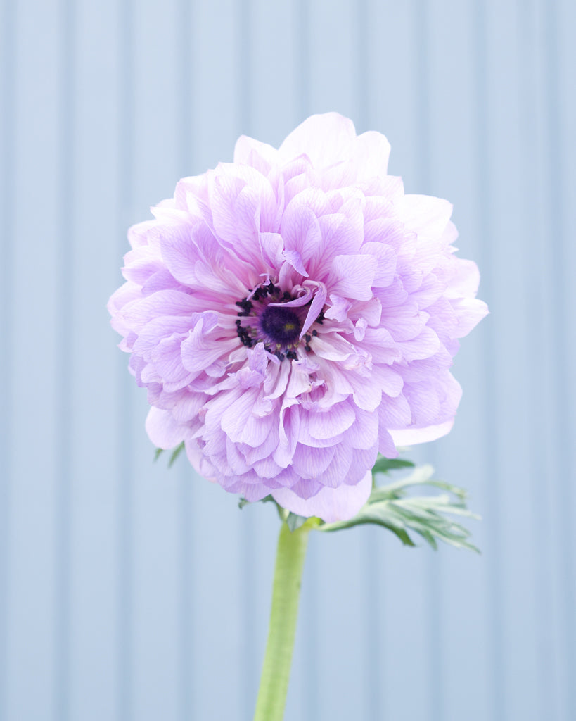 Eine Bluete der Anemone LEVANTE® Azzurro in Lavendelblau