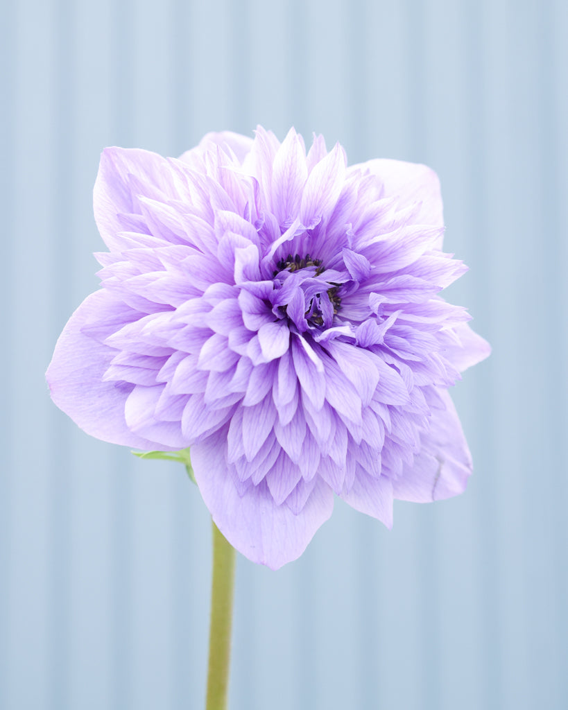 Anemone 'Mistral Plus® Rosa Chiaro' - 10 tubers