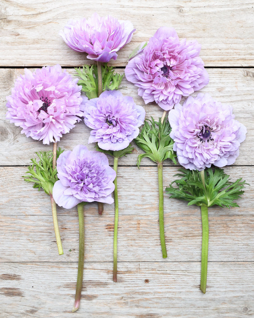 Gefuellte Blueten der Anemone LEVANTE® Azzurro in Lavendelblau auf einem Tisch