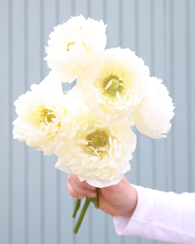 Gefuellte Blueten der Anemone LEVANTE® Azzurro in Reinweiß als Strauss