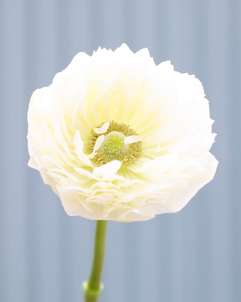 Eine einzelne Bluete der Anemone LEVANTE® Azzurro in Reinweiß 