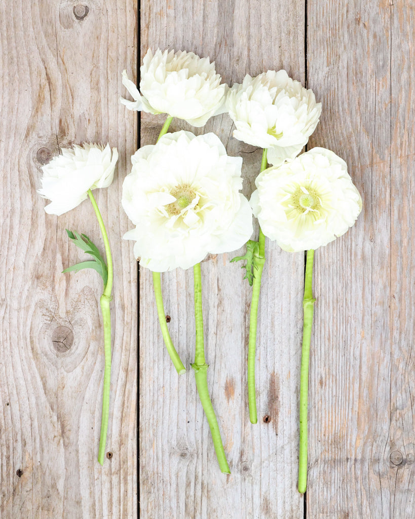 Blueten der Anemone LEVANTE® Azzurro in Reinweiß auf einem rustikalen Holztisch