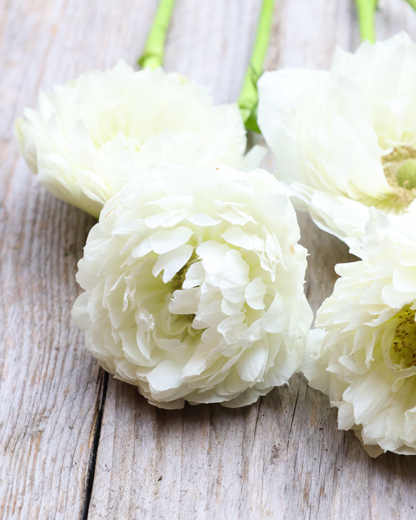 Blueten der Anemone LEVANTE® Azzurro in Reinweiß auf einem rustikalen Holztisch