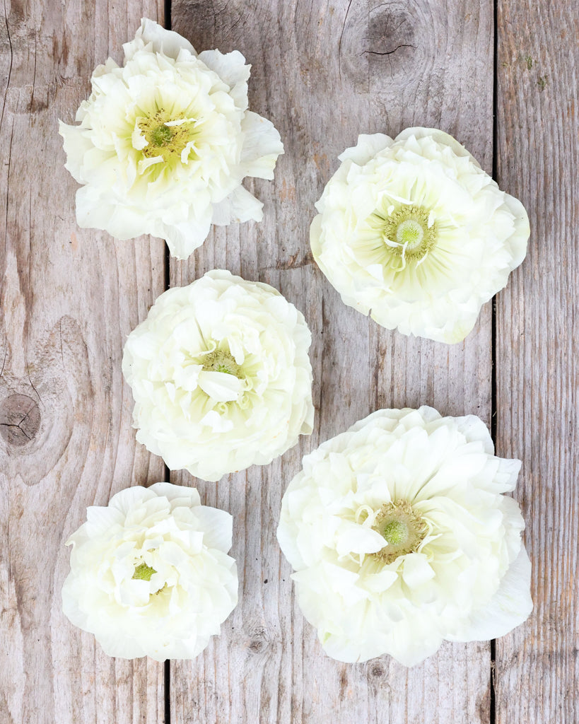 Blueten der Anemone LEVANTE® Azzurro in Reinweiß auf einem rustikalen Holztisch