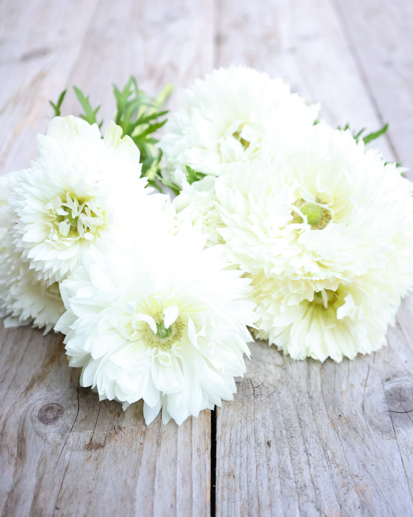 Blueten der Anemone LEVANTE® Azzurro in Reinweiß auf einem rustikalen Holztisch