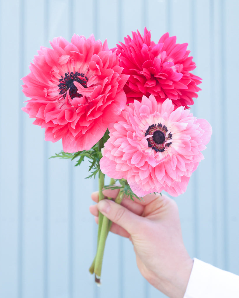 Drei gefuellte Blueten der Anemone LEVANTE® Rosa in intensivem Rosaton