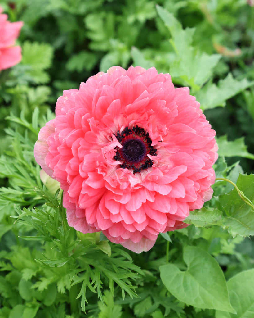 Gefuellte Blueten der Anemone LEVANTE® Rosa in intensivem Rosaton im Beet