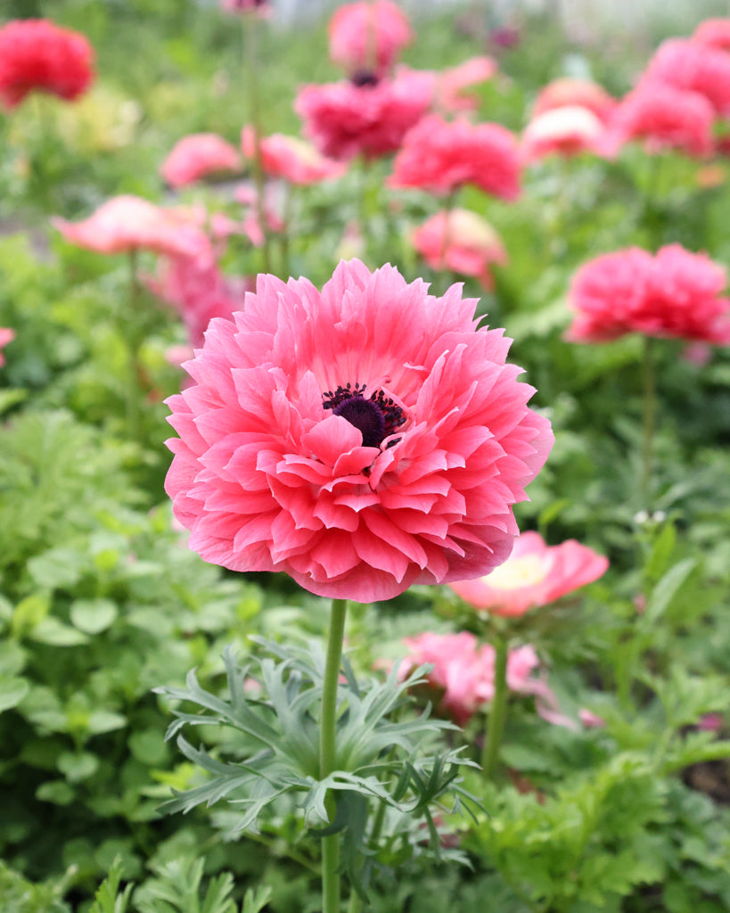 Gefuellte Blueten der Anemone LEVANTE® Rosa in intensivem Rosaton im Beet