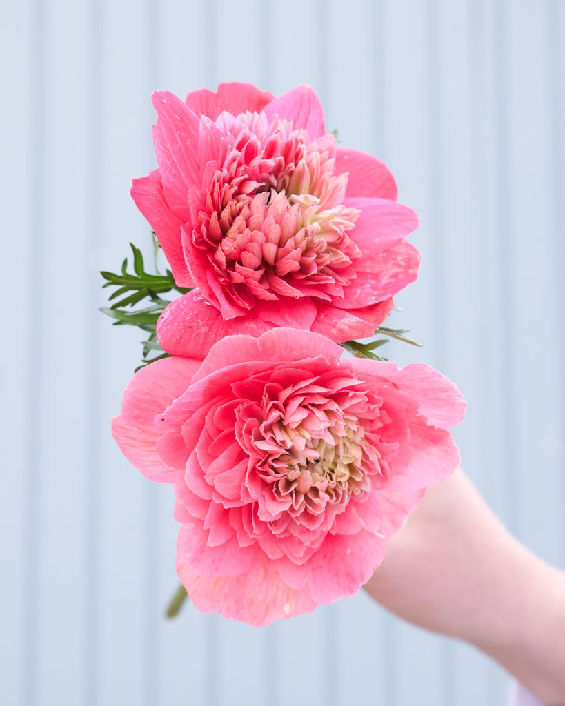 Zwei gefuellte Blueten der Anemone LEVANTE® Rosa in intensivem Rosaton 