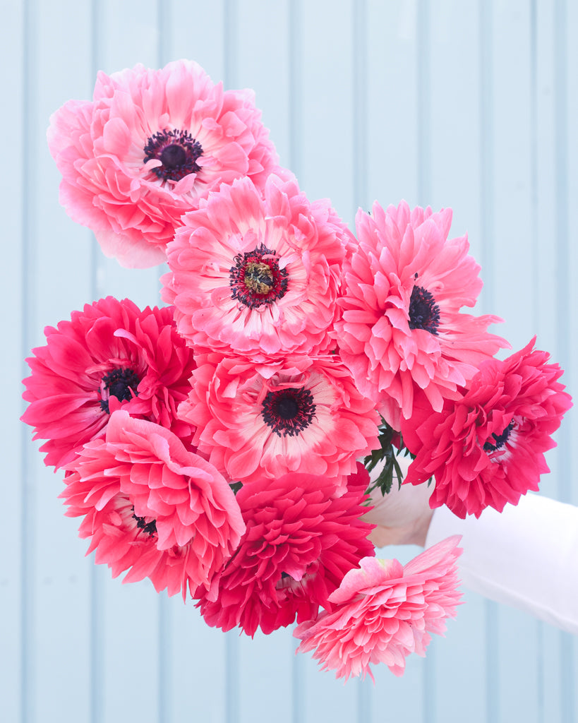 Gefuellte Blueten der Anemone LEVANTE® Rosa in intensivem Rosaton als Strauss