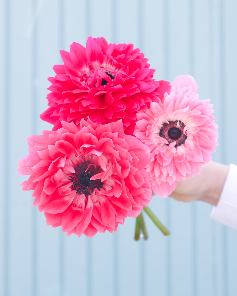 Drei gefuellte Blueten der Anemone LEVANTE® Rosa in intensivem Rosaton