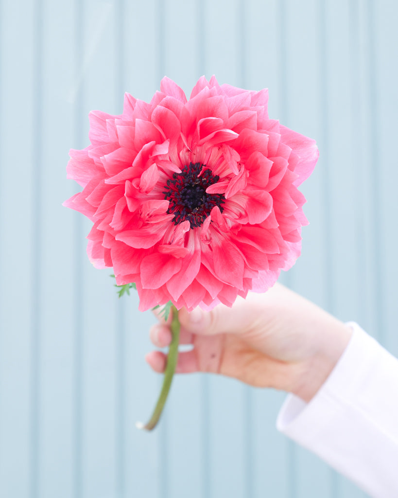 Eine gefuellte Blueten der Anemone LEVANTE® Rosa in intensivem Rosaton