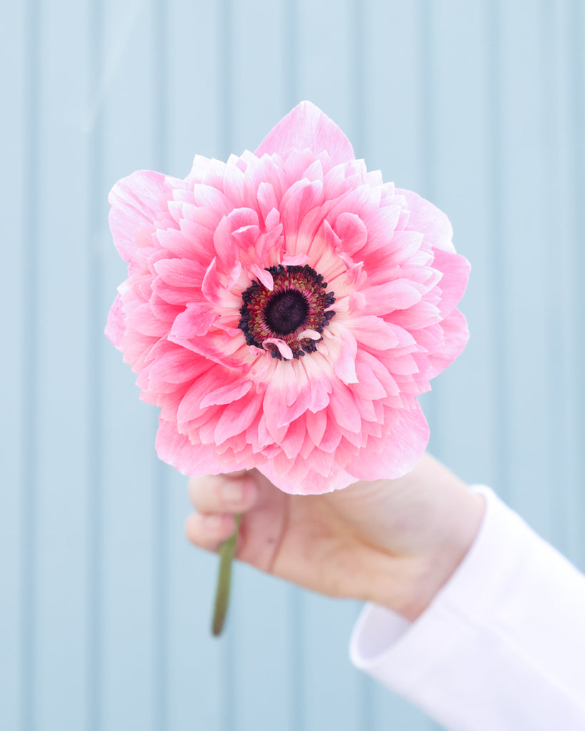 Eine gefuellte Blueten der Anemone LEVANTE® Rosa in intensivem Rosaton