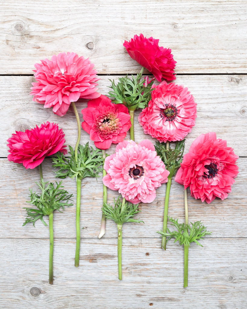 Gefuellte Blueten der Anemone LEVANTE® Rosa in intensivem Rosaton auf einem Holztisch