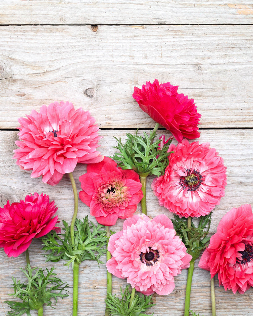 Gefuellte Blueten der Anemone LEVANTE® Rosa in intensivem Rosaton auf einem Holztisch