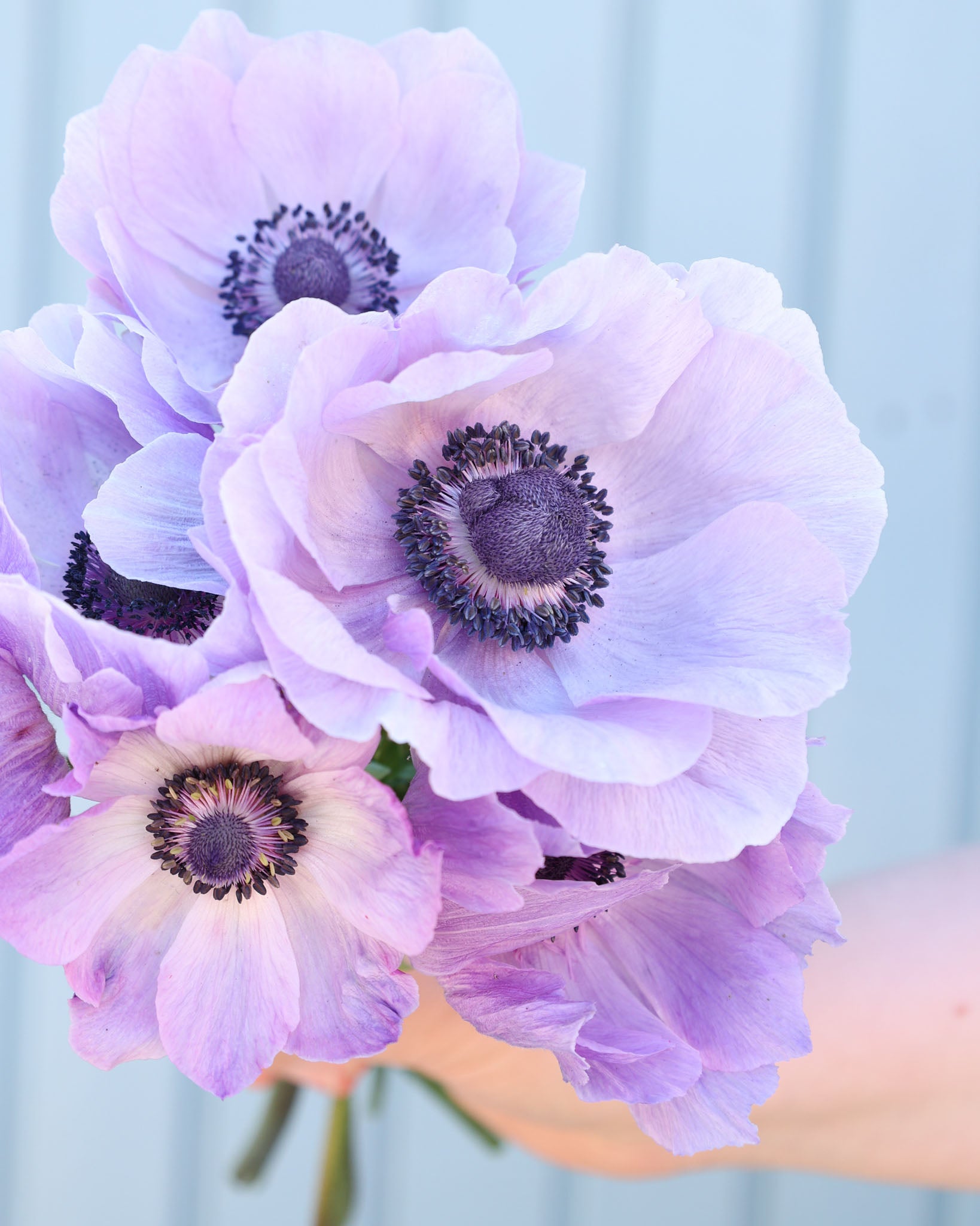 Strauß Anemonen in sanften Blauönen mit dunkelvioletten Staubgefäßen vor einem hellblauen Hintergrund.