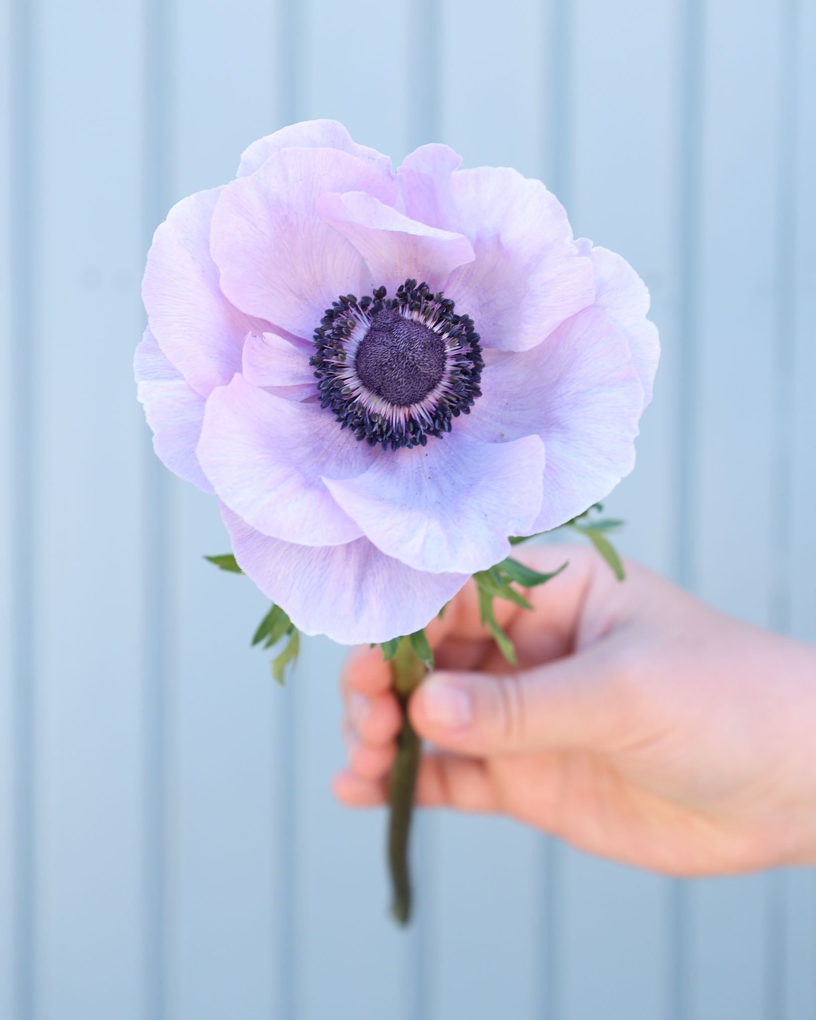 Eine lavendelblaue Anemone der Sorte Mistral Plus® Azurro mit schwarzen Staubgefaeßen vor einem blauen Hintergrund.